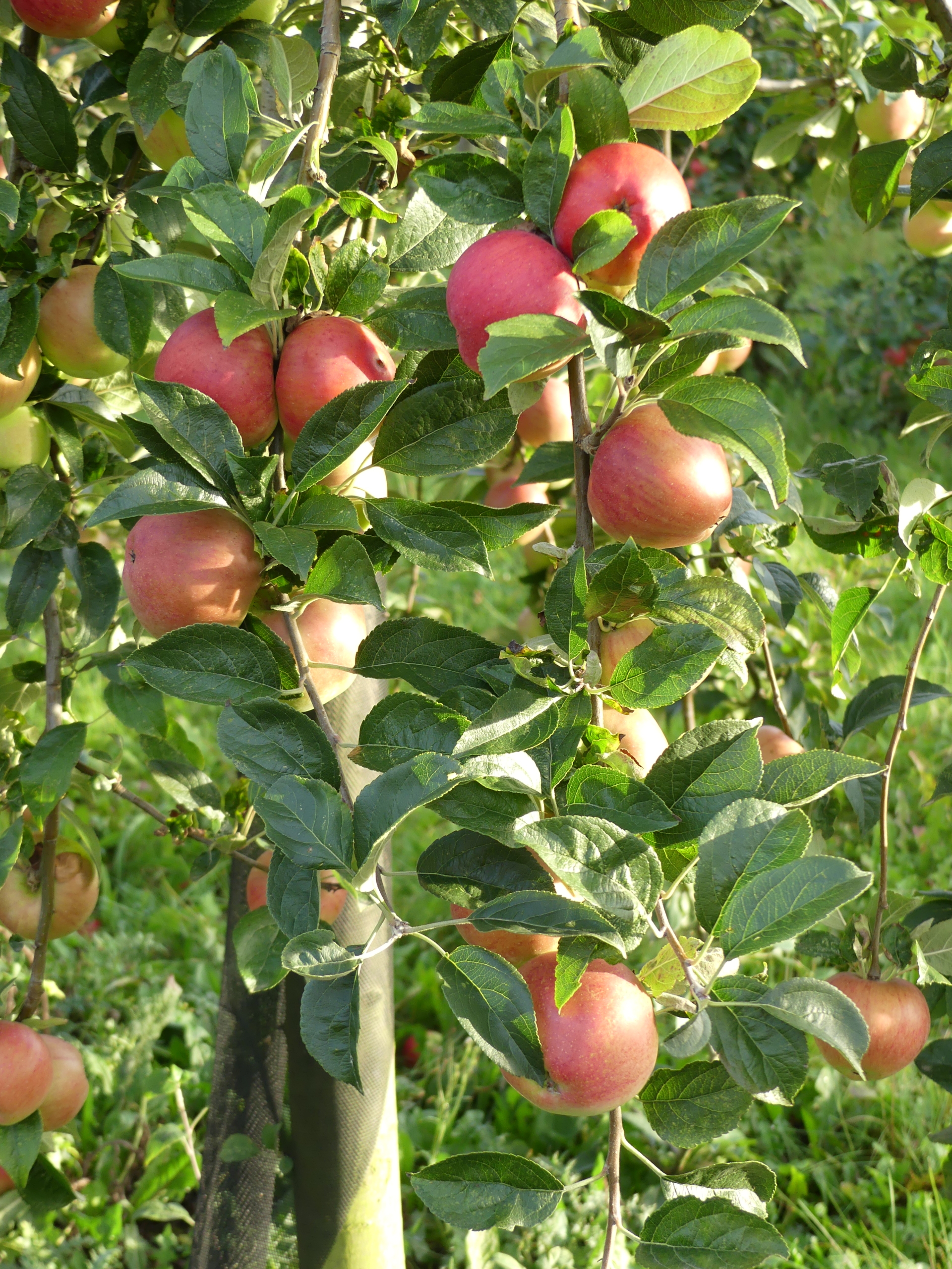 Pommes – Graveron-Sémerville
